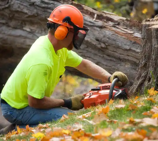 tree services High Point